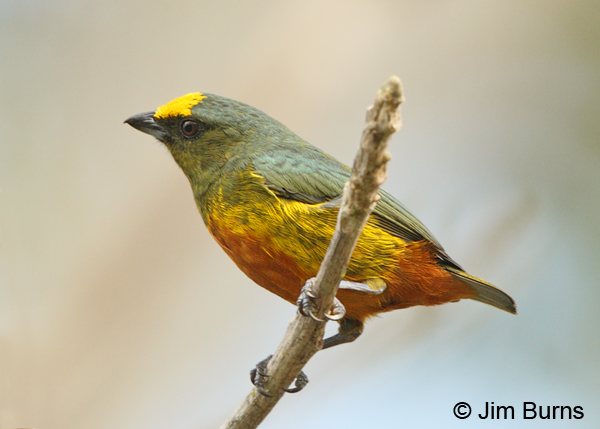 Olive-backed Euphonia male