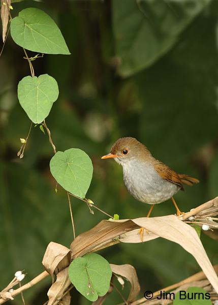Orange-billed Nightingale-Thrush