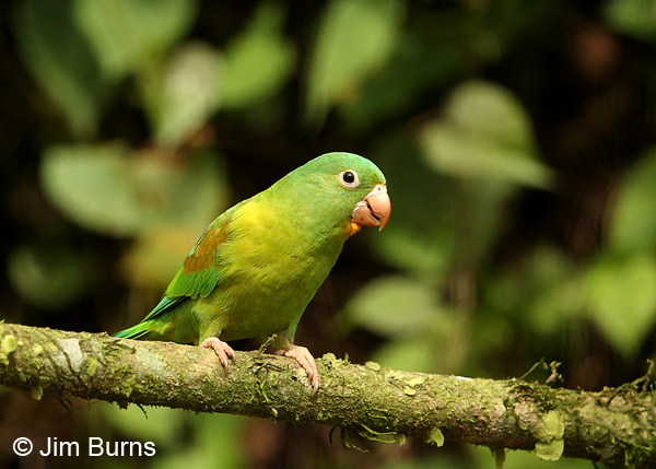 Orange-chinned Parakeet vocalizing, showing orange chin
