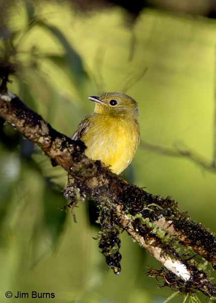 Orange-collared Manakin female
