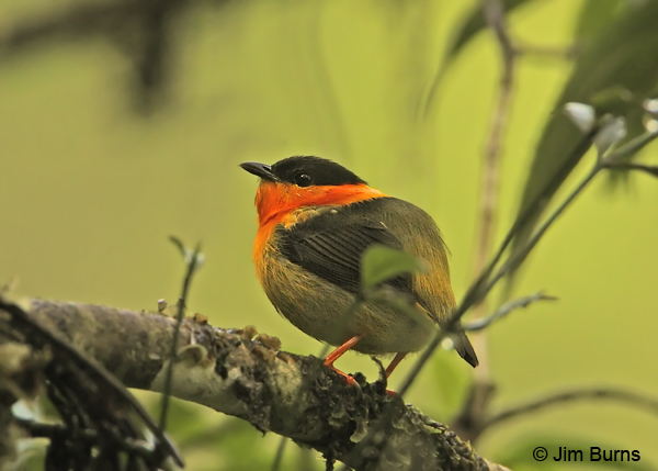 Orange-collared Manakin male