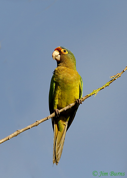 Orange-fronted Parakeet on vine--5323