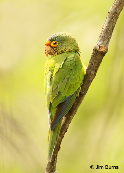 Orange-fronted Parakeet