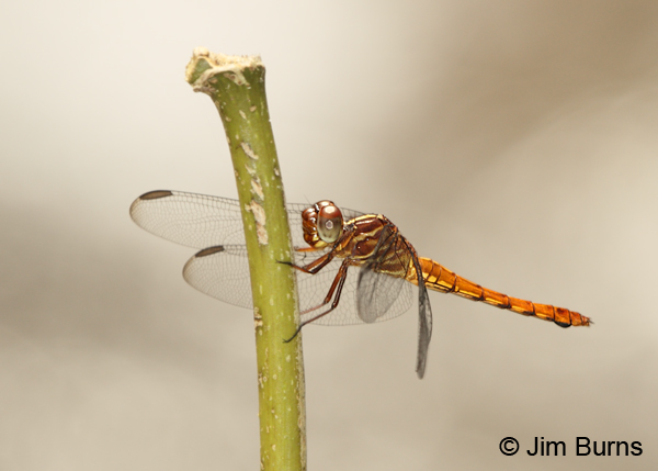 Red-tailed Skimmer female, Bijagua, CR, December 2013