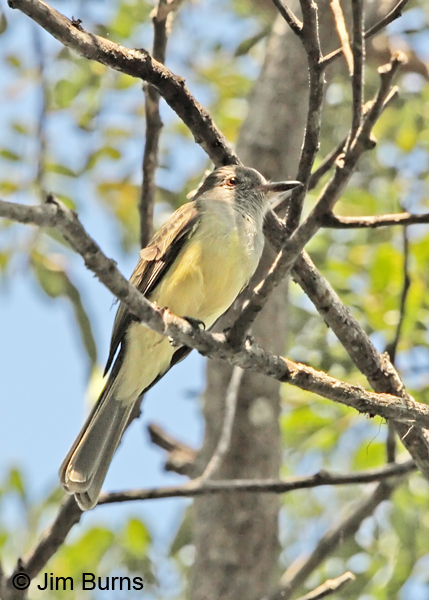 Panama Flycatcher