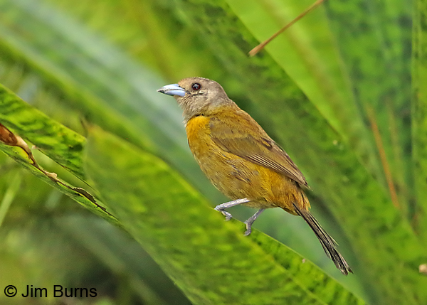 Passerini's Tanager female #2