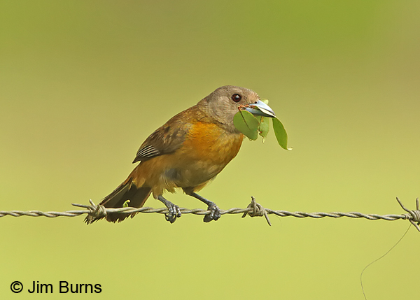Passerini's Tanager female with leaves