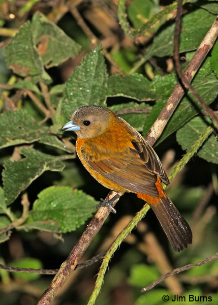 Passerini's Tanager female