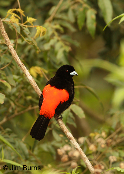 Passerini's Tanager male #2
