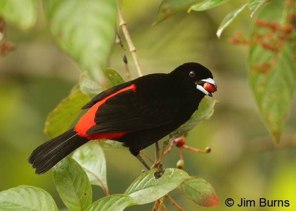 Passerini's Tanager male