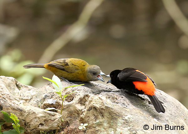 Passerini's Tanager pair squabbling