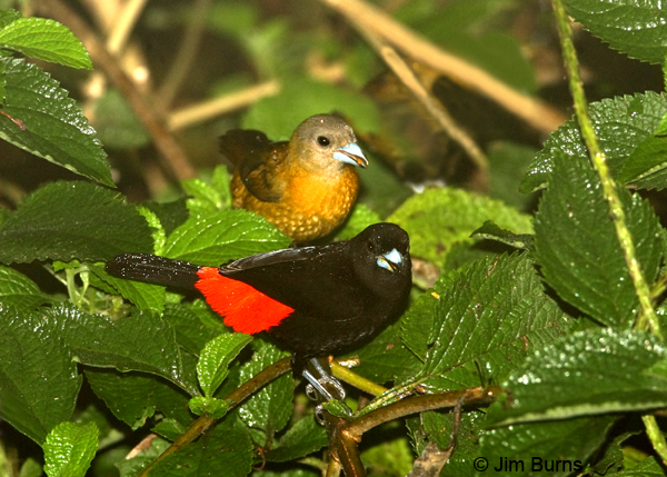 Passerini's Tanager pair