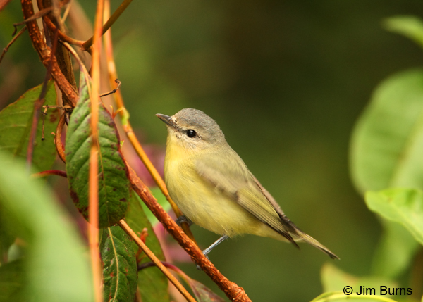 Philadelphia Vireo in vines