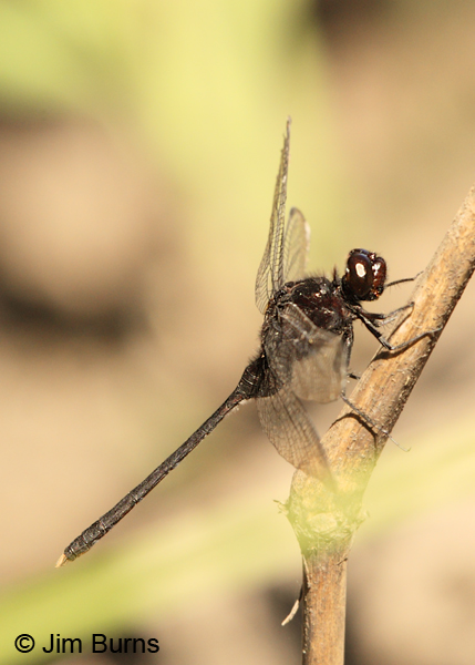 Pin-tailed Pondhawk male, Solimar, C.R., December 2013