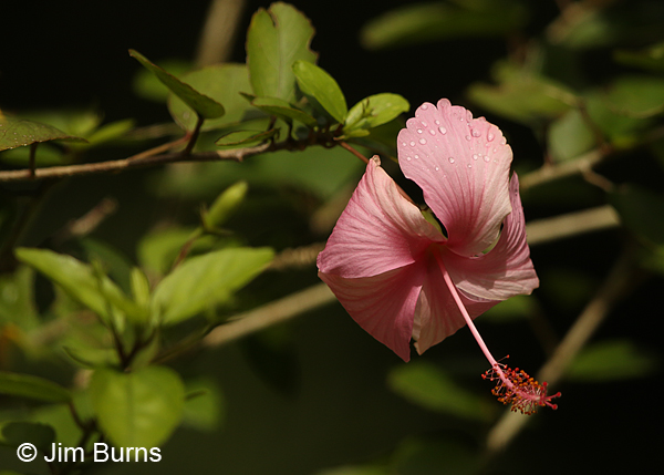 Pink Hibiscus