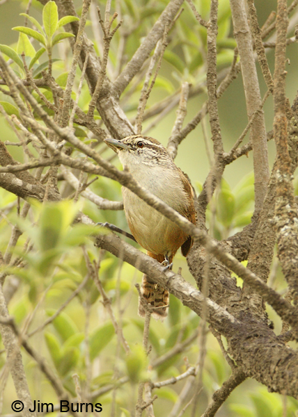 Plain Wren ventral view