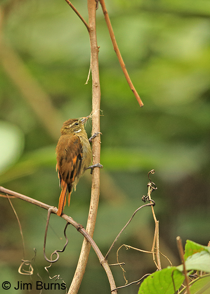 Plain Xenops stripping bark