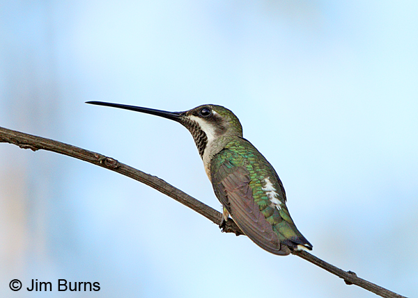 Plain-capped Starthroat male dorsal view