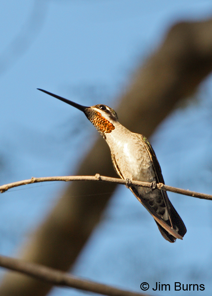 Plain-capped Starthroat male gorget color