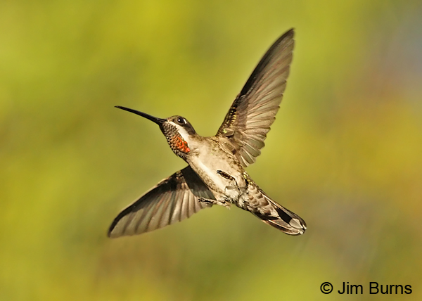 Plain-capped Starthroat male in flight