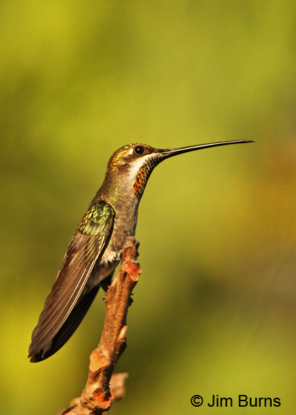 Plain-capped Starthroat male