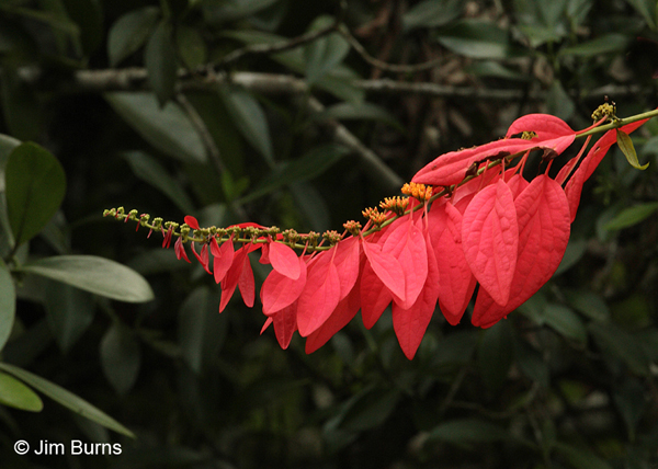 Poinsettia leaves