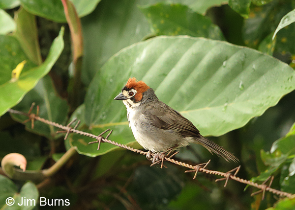 Prevost's Ground-Sparrow