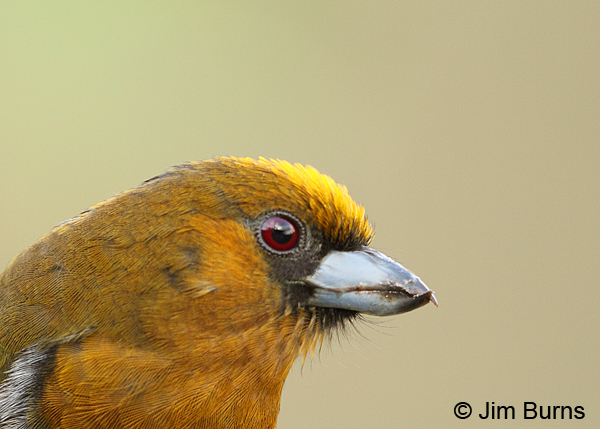 Prong-billed Barbet head shot