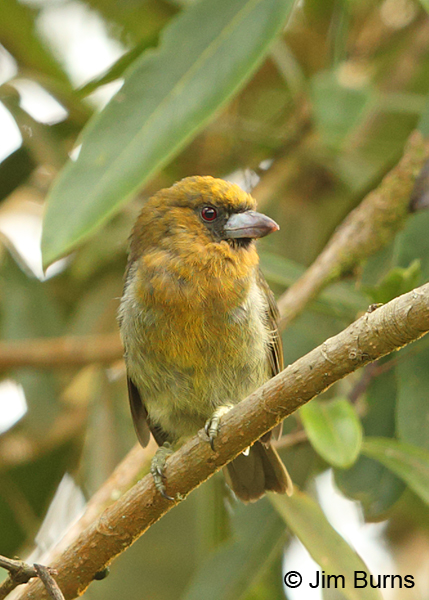 Prong-billed Barbet juvenile