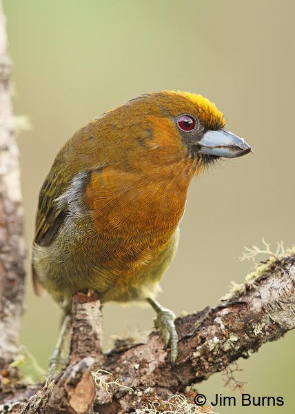 Prong-billed Barbet ventral view
