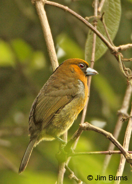 Prong-billed Barbet