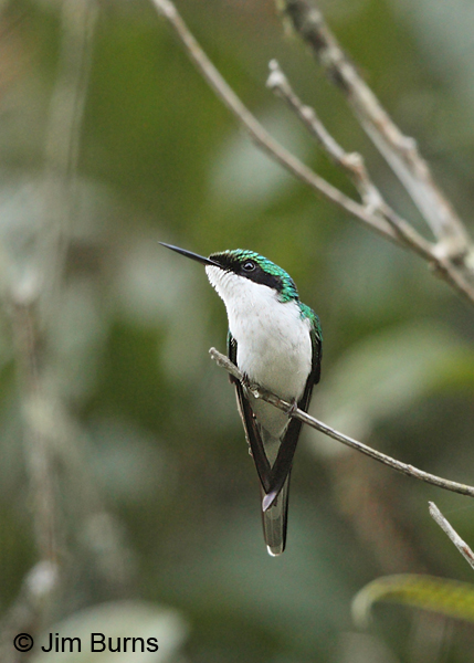 Purple-crowned Fairy female