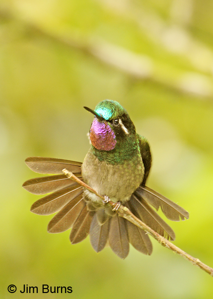 Purple-throated Mountain-gem male tail spread