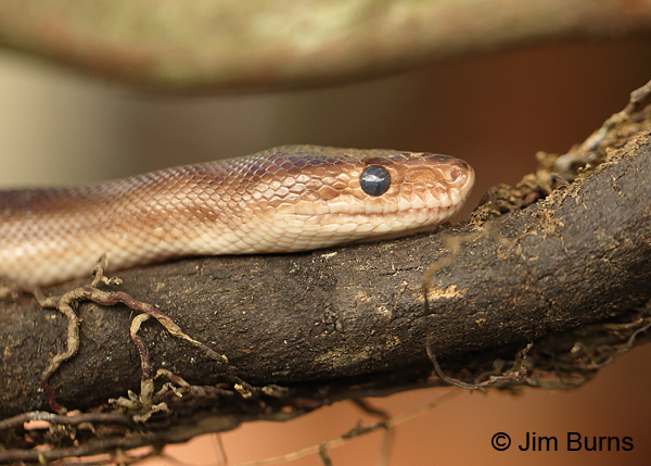 Rainbow Boa