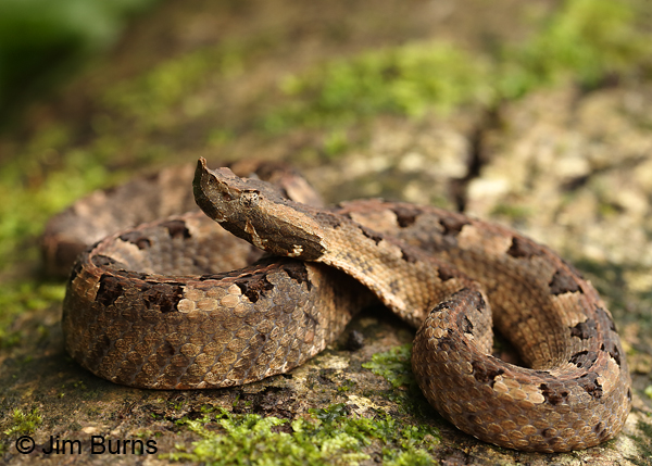 Rainforest Hognosed Pit Viper
