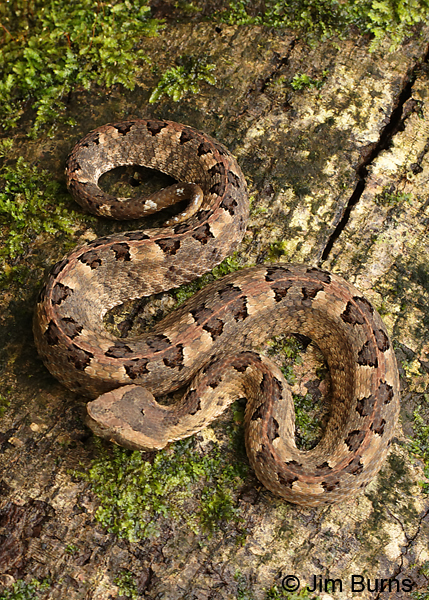 Rainforest Hognosed Pit Viper from above