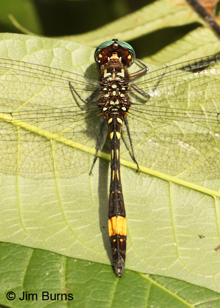 Rapacious Clubskimmer male #2, San Gerardo, CR, April 2012
