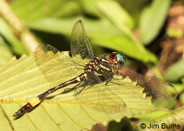 Rapacious Clubskimmer male, San Gerardo, CR, April 2012