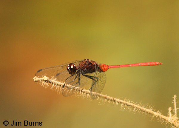 Red Pondhawk male, Pital, CR, December 2013