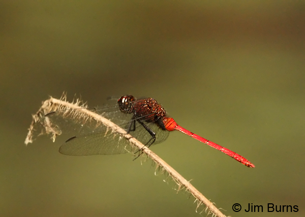 Red Pondhawk male on grass stem, Pital, CR, December 2013