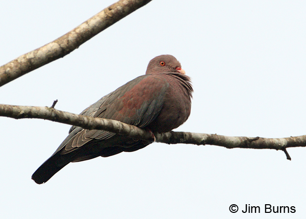 Red-billed Pigeon