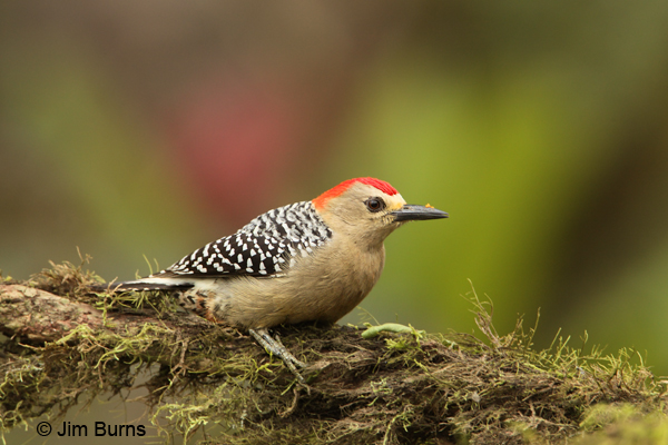 Red-crowned Woodpecke maler