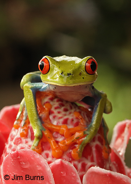 Red-eyed Tree Frog