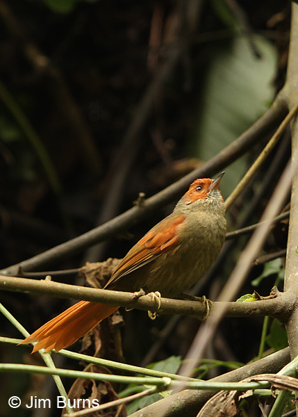 Red-faced Spinetail