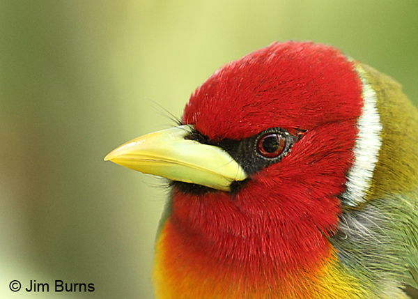 Red-headed Barbet male head shot