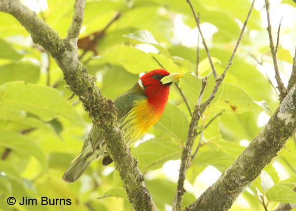 Red-headed Barbet male in greenery