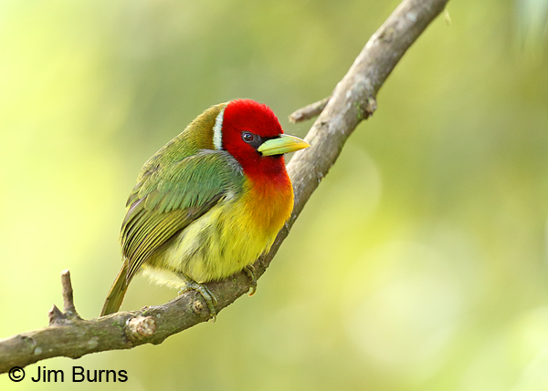 Red-headed Barbet male