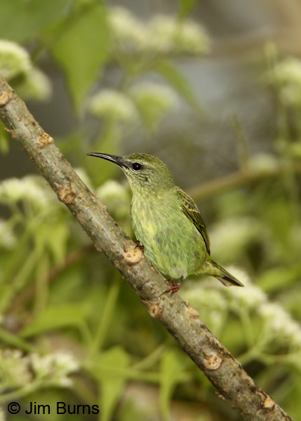 Red-legged Honeycreeper female