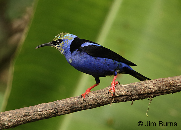 Red-legged Honeycreeper immature male