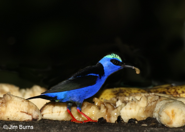 Red-legged Honeycreeper male enjoying bananas